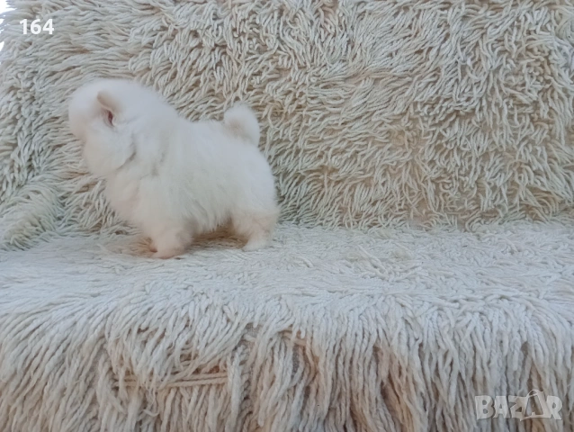 Мъжки Померан. Реални снимки от 06.04.26 г. , снимка 4 - Померан - 54106318