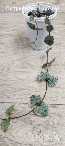 Церопегия Woody variegata 