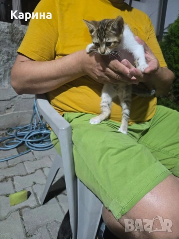 Подарявам малки котенца, снимка 6 - Други - 54985754