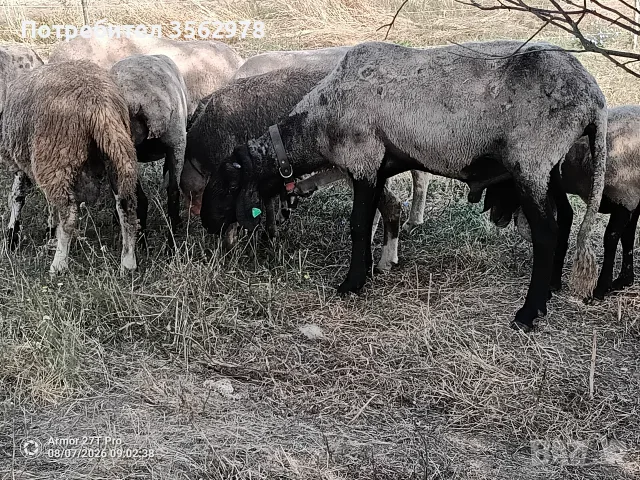 Черноглав Плевенски коч, снимка 4 - Овце - 55587061