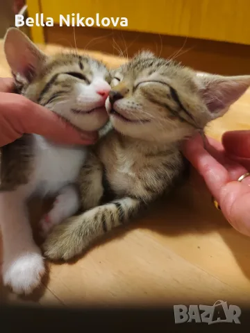 Подаряват се котенца