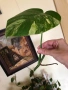 Резник monstera Aurea variegated , снимка 2