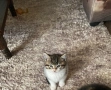 Подарявам малки котета, снимка 2