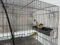 Червении и къдрави канарчета, снимка 13