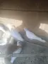 Гугутки пеещи!!, снимка 6