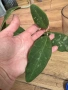 Hoya Хоя Rintzii Borneo , снимка 3