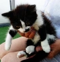 Подарявам малко котенце на 2 месеца, снимка 1