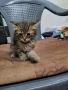 сиамска дългокосместа котка, снимка 2