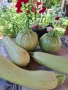 Продавам тиквички ,краставички и яйчица., снимка 2