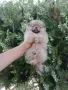 Момче и момиче. Померани. , снимка 4