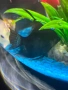 Рибки скаларии (Angelfish), снимка 1