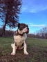 Уникално женско Американско Були XL(American Bully XL) – Blue & White, снимка 1