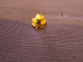 значки и ключодържатели по гимнастика, снимка 15