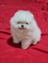 Померан мини мъжко , снимка 4