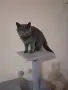Британска женска котка, снимка 11