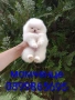 Бели мини Померани. Реални снимки !!! , снимка 4
