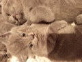 Две мъжки Британски котенца , снимка 3