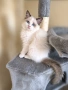 Ragdoll Paradise / Регдол котенца , снимка 6