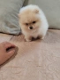 Померан мини померанчета., снимка 14