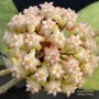Hoya Хоя Michele , снимка 1