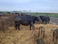 Свободни месодайни телета, снимка 4