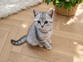 Сребърни британчета , снимка 6