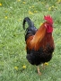 Продавам петли отлично гледани, снимка 2