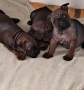 Chongqing Dog китайски булдог , снимка 4