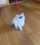Невска маскарадна котка , снимка 3