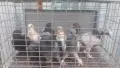 Продавам гълъби Мардини-Турски млади , снимка 1