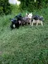 Кученца Френски булдог , снимка 4