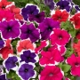 Бордюрна петуния „Пакта Парад, снимка 1