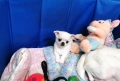 Мъжко чихуахуа, снимка 1