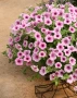 Petunia ‘Light Pink Vein’ ( Каскадна Петуния Light Pink Vein – светлорозова), снимка 2