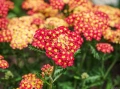 Achillea millefolium ‘Rock Red’ (Ахилея ‘Rock Red’ / Червен бял равнец), снимка 1