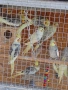 Вълнисти папагали и Корели , снимка 7