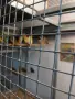 продавам няколко вида амадини, снимка 4