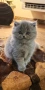 Британско лилаво коте, снимка 4