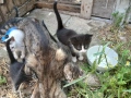 Малки котки, снимка 1