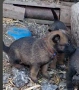 Продавам кученца Белгиска овчарка Малинова, снимка 1