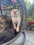 Британски / шотландски котенца , снимка 3