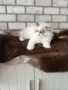 Персийско коте 😻💙, снимка 5