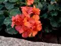 Селско мушкато – високорастящо, снимка 1