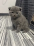 Шотландски клепоухи и британски остроухи котета, снимка 2