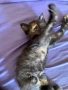 Подарявам коте, снимка 3