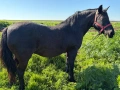 Кобила кон коне, снимка 4