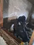3 женски 1 мъжко породисти, снимка 4