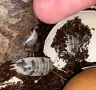 Изоподи Porcellio laevis Dairy Cow (Екзотични домашни любимци / Чистачи), снимка 2