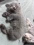 Шотландски/ британски котета , снимка 10