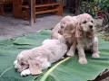 Кокер шпаньолчета, снимка 3
